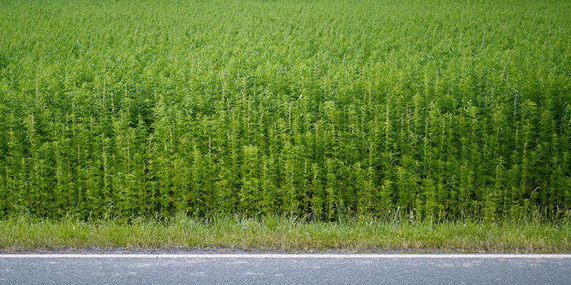 cannabis-field.jpg